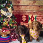 Two dachshunds styled for the holidays wearing a smiley face neck tie and bandana beside a decorated Christmas tree, Windy City Tailz holiday outfit photo.