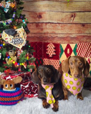 Two dachshunds styled for the holidays wearing a smiley face neck tie and bandana beside a decorated Christmas tree, Windy City Tailz holiday outfit photo.