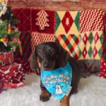 A dachshund wearing the Giving Mom a Meltdown bandana styled on a red backdrop, Windy City Tailz holiday bandana photo.