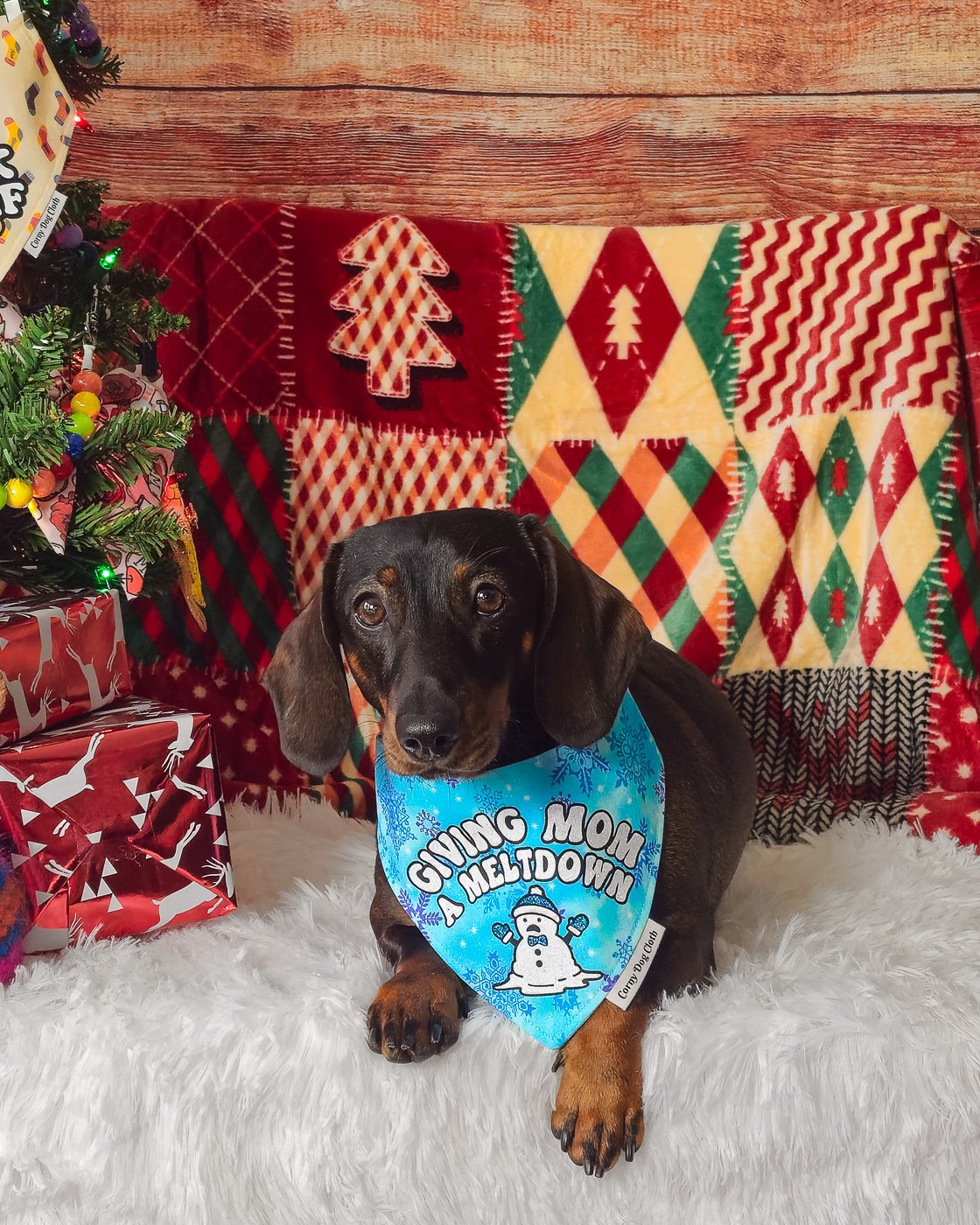 A dachshund wearing the Giving Mom a Meltdown bandana styled on a red backdrop, Windy City Tailz holiday bandana photo.