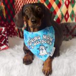 A dachshund wearing the Giving Mom a Meltdown bandana styled on a red backdrop, Windy City Tailz holiday bandana photo.