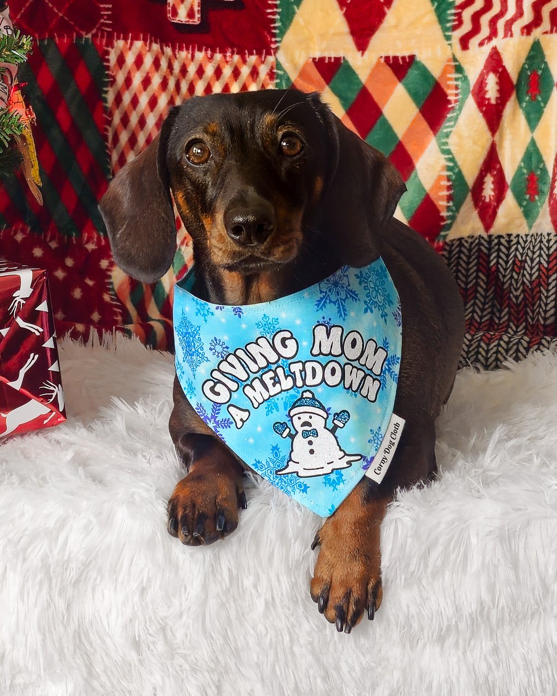 A dachshund wearing the Giving Mom a Meltdown bandana styled on a red backdrop, Windy City Tailz holiday bandana photo.