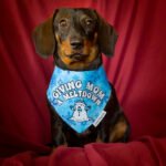 A dachshund wearing the Giving Mom a Meltdown bandana styled on a red backdrop, Windy City Tailz holiday bandana photo.