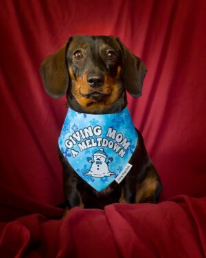 A dachshund wearing the Giving Mom a Meltdown bandana styled on a red backdrop, Windy City Tailz holiday bandana photo.