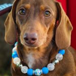 A dachshund wearing a Festival of Sparkle beaded collar styled on a red chair, Windy City Tailz beaded collar photo.