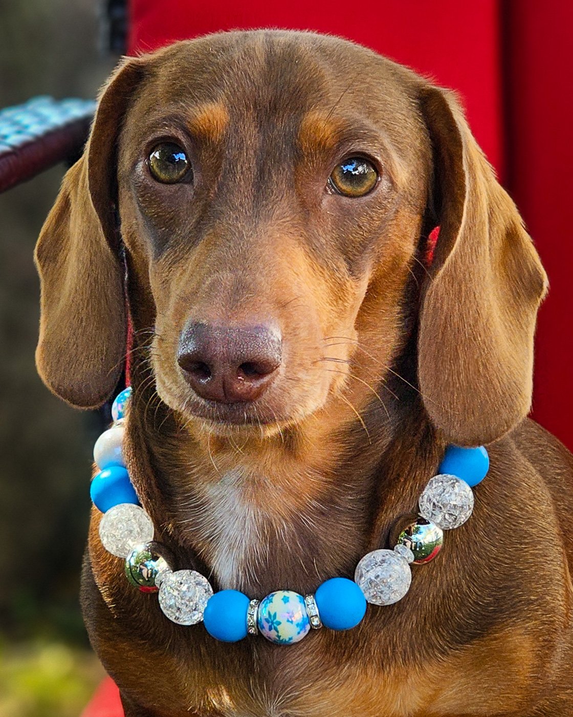 A dachshund wearing a Festival of Sparkle beaded collar styled on a red chair, Windy City Tailz beaded collar photo.