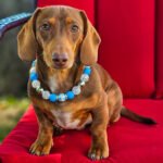 A dachshund wearing a Festival of Sparkle beaded collar styled on a red chair, Windy City Tailz beaded collar photo.