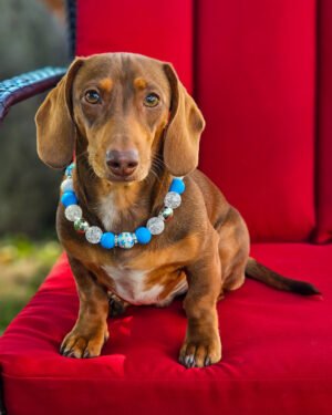 A dachshund wearing a Festival of Sparkle beaded collar styled on a red chair, Windy City Tailz beaded collar photo.