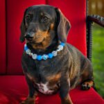 A dachshund wearing a Festival of Sparkle beaded collar styled on a red chair, Windy City Tailz beaded collar photo.