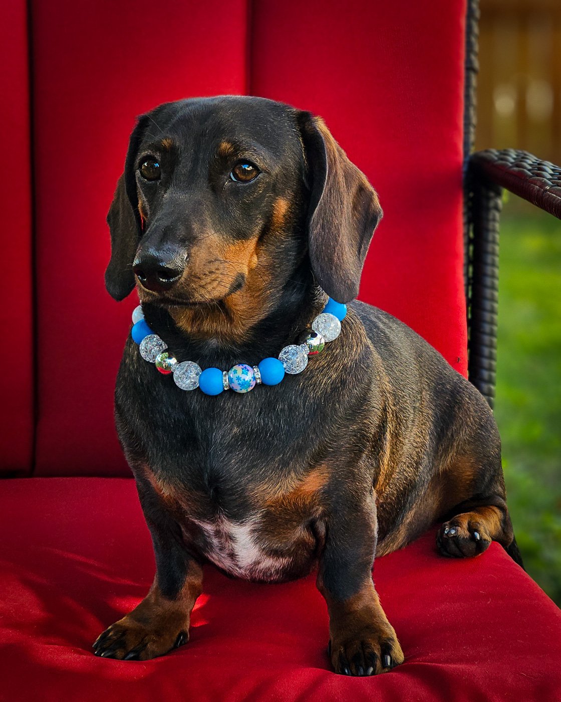 A dachshund wearing a Festival of Sparkle beaded collar styled on a red chair, Windy City Tailz beaded collar photo.