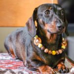A dachshund wearing a waffle beaded collar styled on a cozy indoor surface, Windy City Tailz accessory photo.