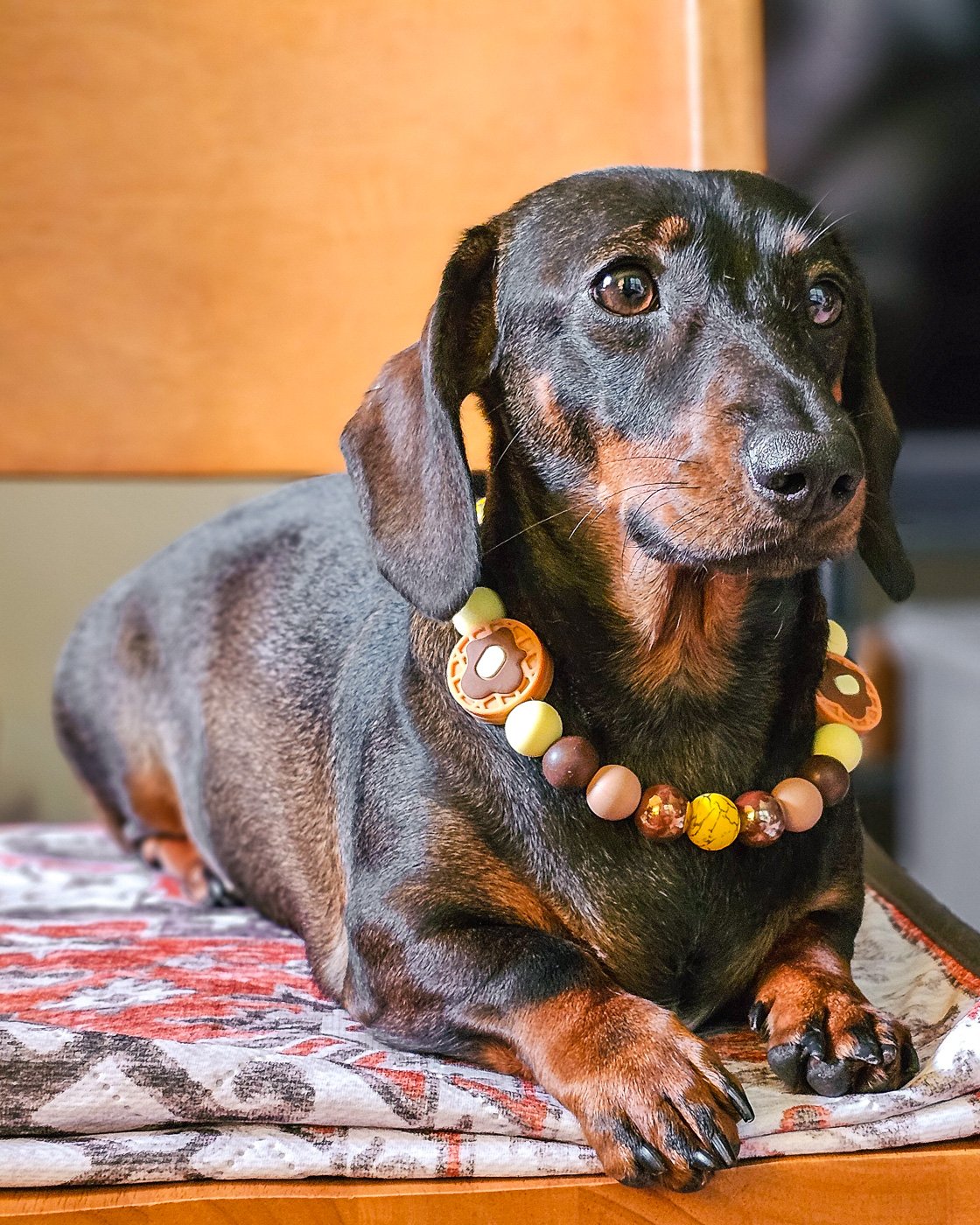 A dachshund wearing a waffle beaded collar styled on a cozy indoor surface, Windy City Tailz accessory photo.