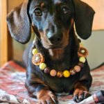 A dachshund wearing a waffle beaded collar styled on a cozy indoor surface, Windy City Tailz beaded collar photo.