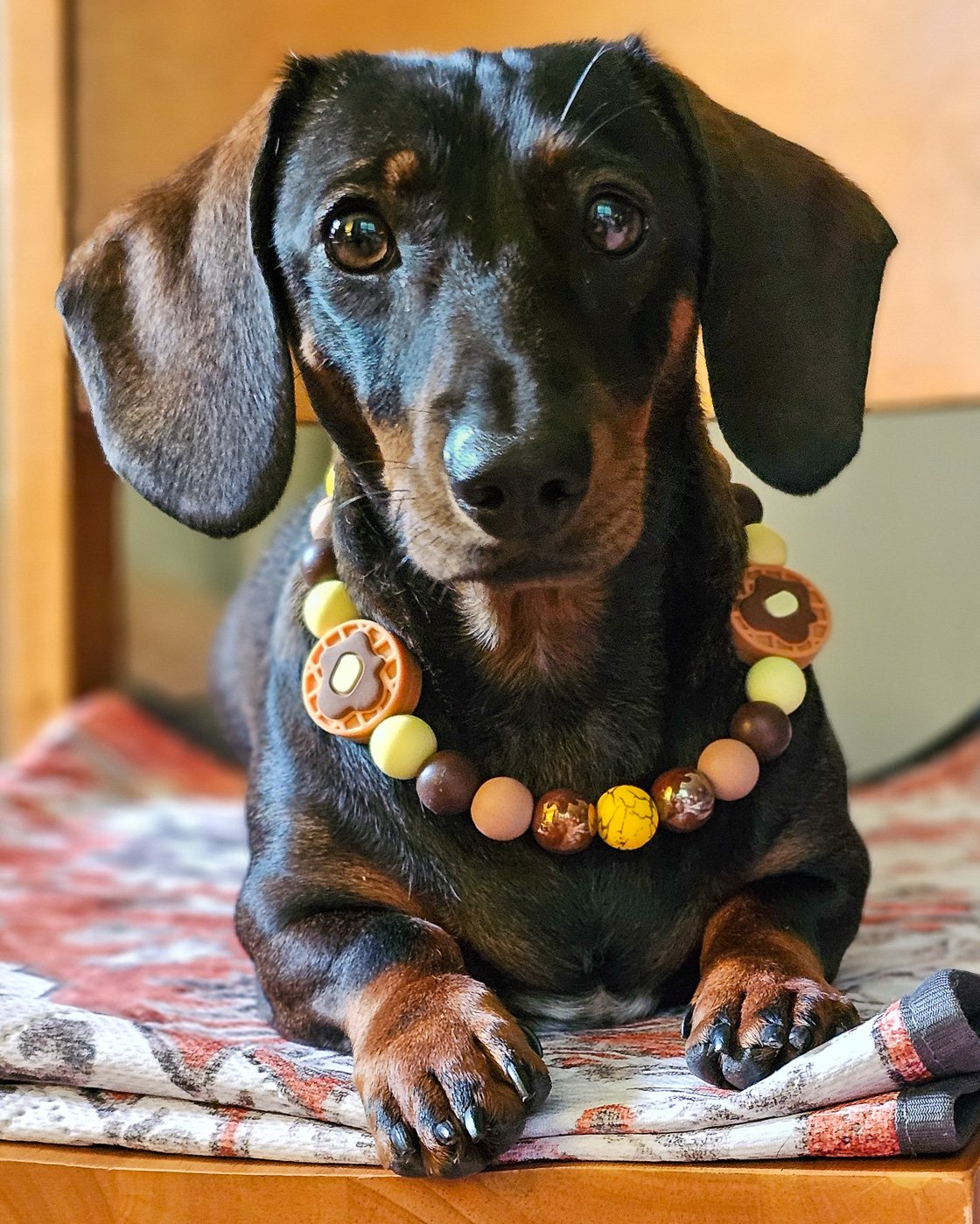 A dachshund wearing a waffle beaded collar styled on a cozy indoor surface, Windy City Tailz beaded collar photo.