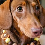 A dachshund wearing a waffle beaded collar styled on a cozy indoor surface, Windy City Tailz accessory photo.
