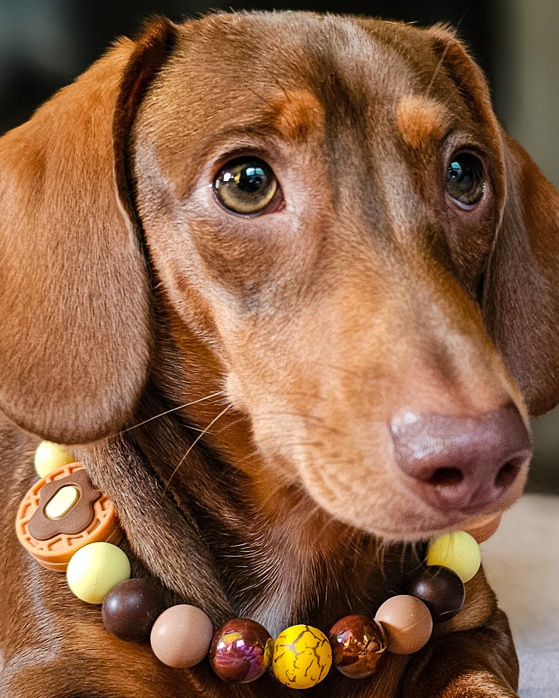 A dachshund wearing a waffle beaded collar styled on a cozy indoor surface, Windy City Tailz accessory photo.