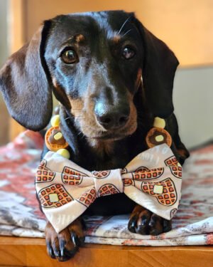 A dachshund wearing a waffle bow tie and beaded collar styled together, Windy City Tailz styled by us photo.