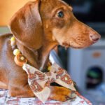 A dachshund wearing a waffle bow tie and beaded collar styled together, Windy City Tailz styled by us photo.