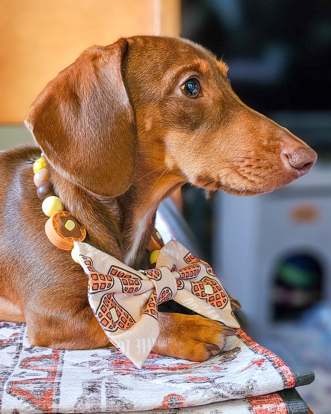 A dachshund wearing a waffle bow tie and beaded collar styled together, Windy City Tailz styled by us photo.