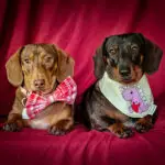 Two dachshunds styled together on a red backdrop wearing a Valentines bow tie and Lovesaurus bandana, Windy City Tailz Valentines outfit photo.