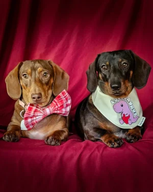 Two dachshunds styled together on a red backdrop wearing a Valentines bow tie and Lovesaurus bandana, Windy City Tailz Valentines outfit photo.
