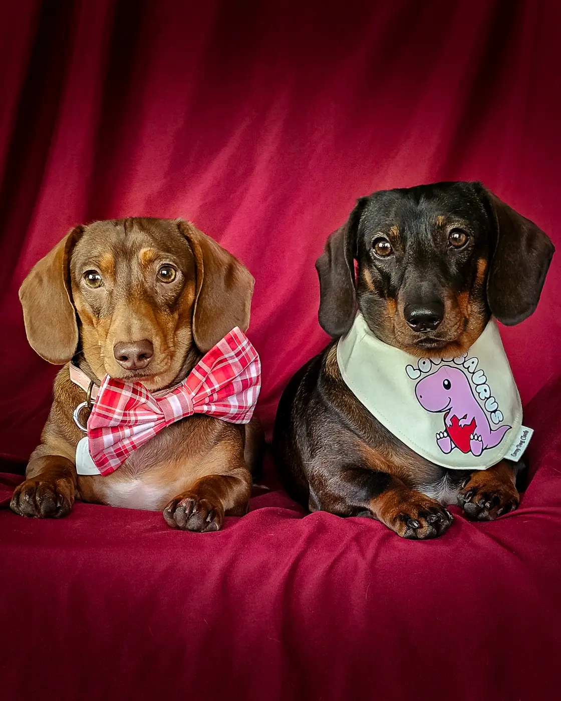 Two dachshunds styled together on a red backdrop wearing a Valentines bow tie and Lovesaurus bandana, Windy City Tailz Valentines outfit photo.