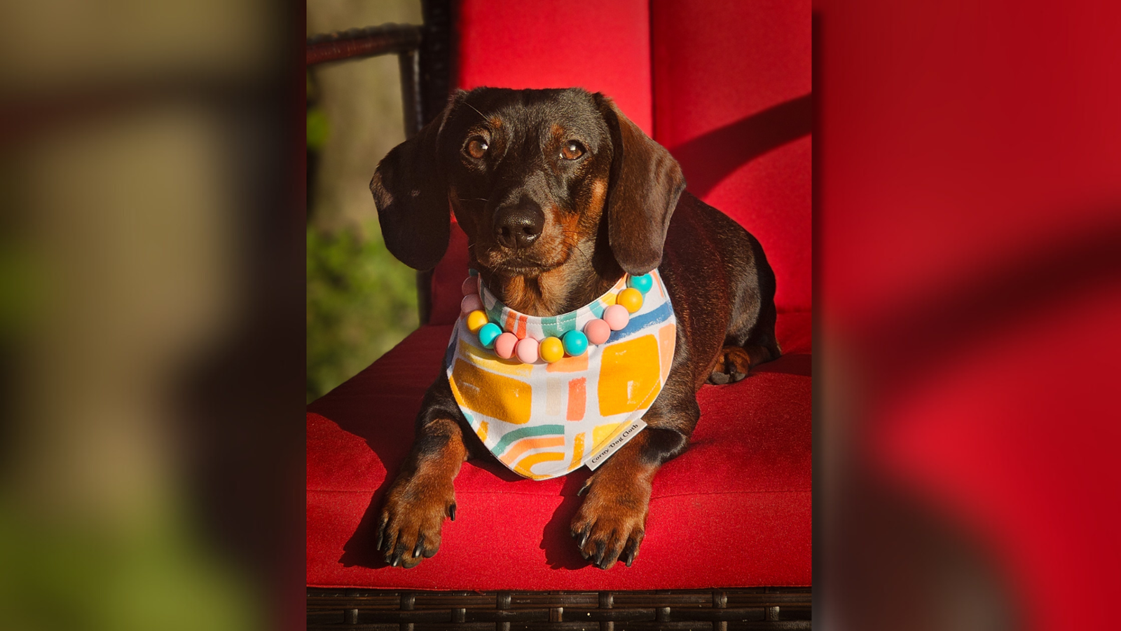 A dachshund wearing a Building Blocks bandana and Tutti Frutti beaded collar styled on a red chair, Windy City Tailz styled by us photo.