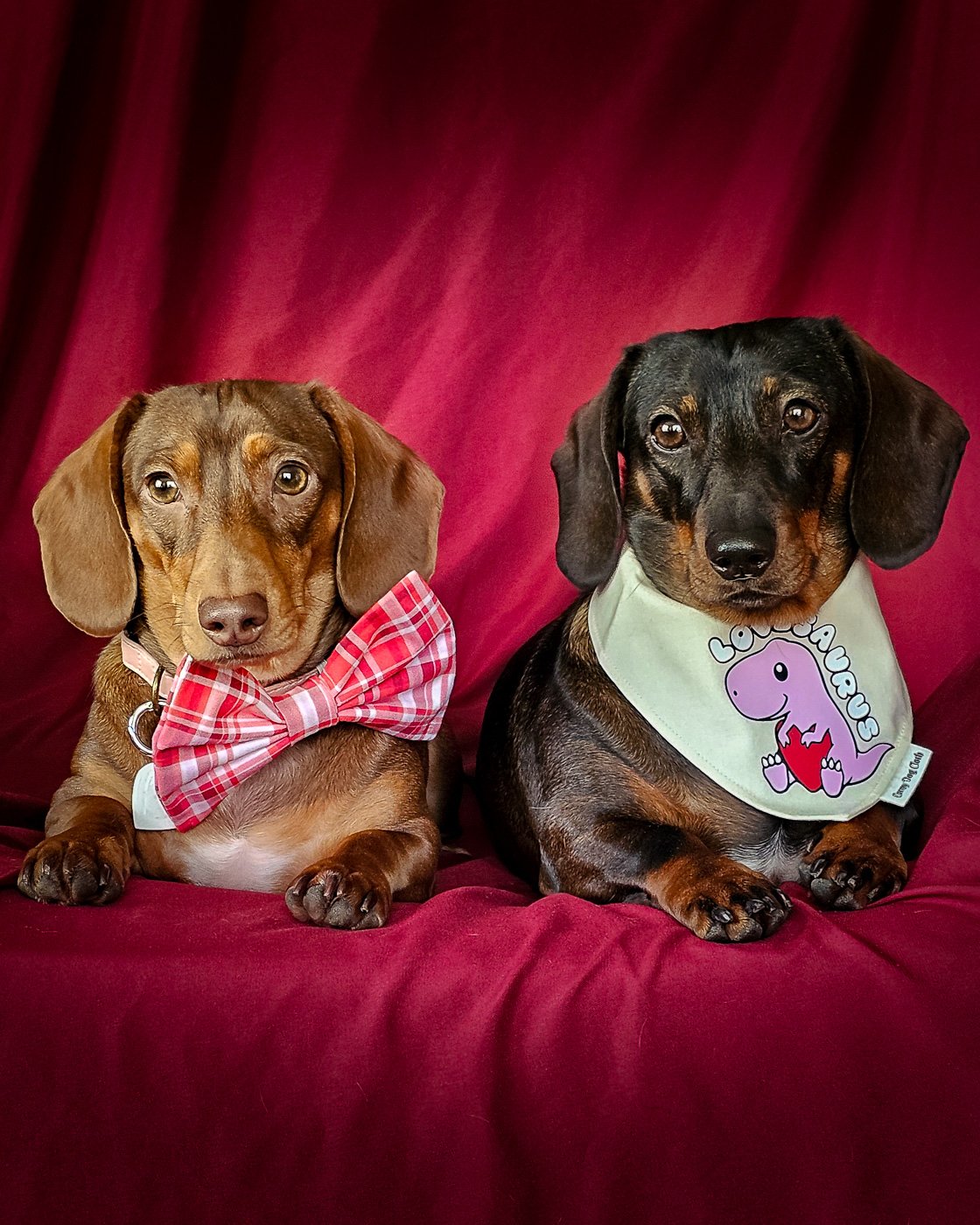 Two dachshunds styled in a Valentine bandana and bow tie against a red backdrop, Windy City Tailz styled photo.