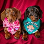 Two dachshunds sit side by side against a red backdrop wearing a Valentine cakes sailor bow and a Stud Muffin bandana in a coordinated Valentine themed look, Windy City Tailz styled photo.