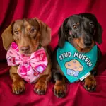 Two dachshunds sit side by side against a red backdrop wearing a Valentine cakes sailor bow and a Stud Muffin bandana in a coordinated Valentine themed look, Windy City Tailz styled photo.