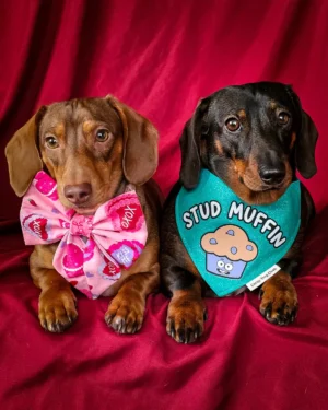 Two dachshunds sit side by side against a red backdrop wearing a Valentine cakes sailor bow and a Stud Muffin bandana in a coordinated Valentine themed look, Windy City Tailz styled photo.