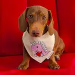 A dachshund wearing a Lovesaurus bandana styled on a red backdrop, Windy City Tailz Valentines bandana photo.
