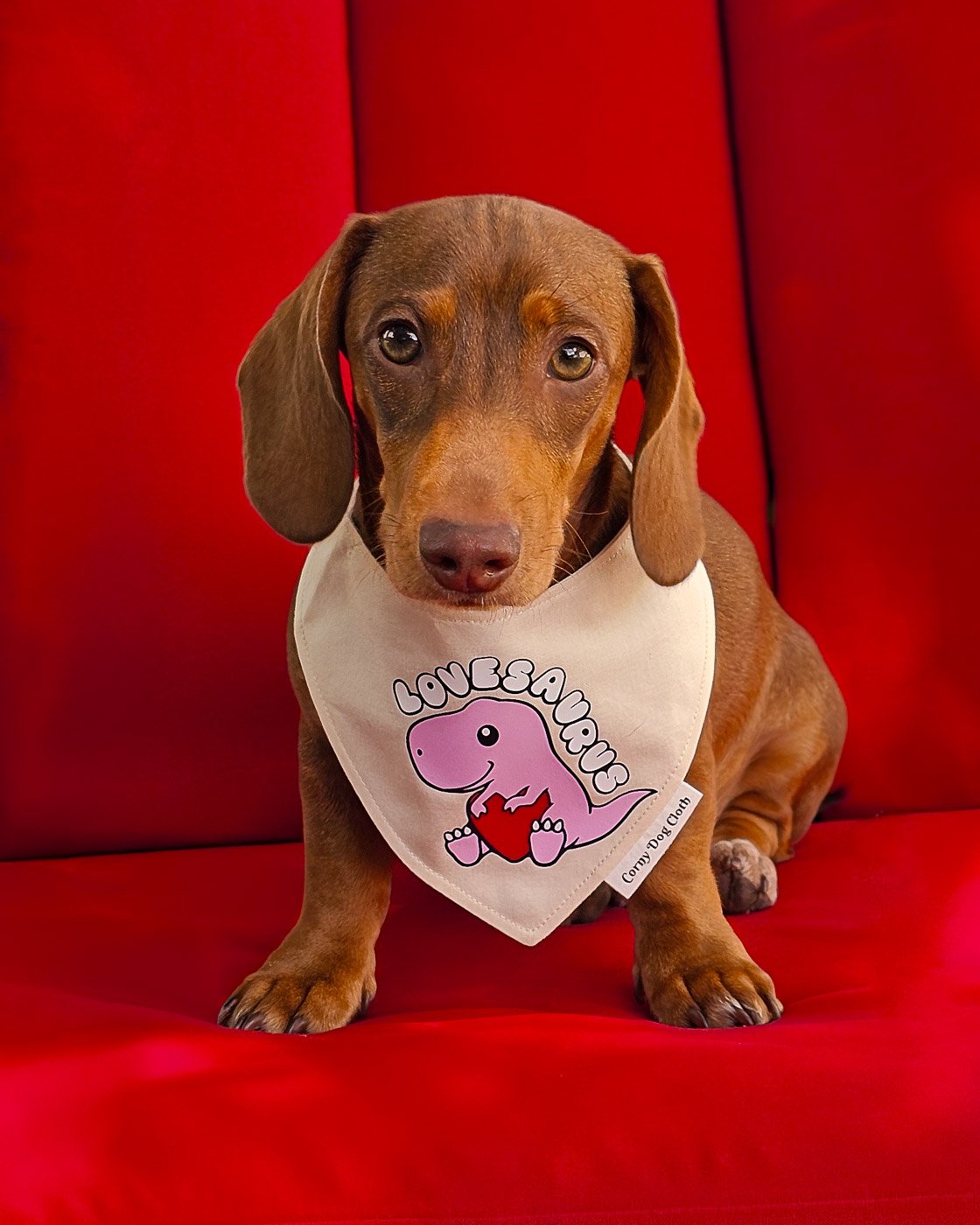 A dachshund wearing a Lovesaurus bandana styled on a red backdrop, Windy City Tailz Valentines bandana photo.