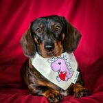A dachshund wearing the Lovesaurus bandana styled on a red backdrop, Windy City Tailz Valentines bandana photo.