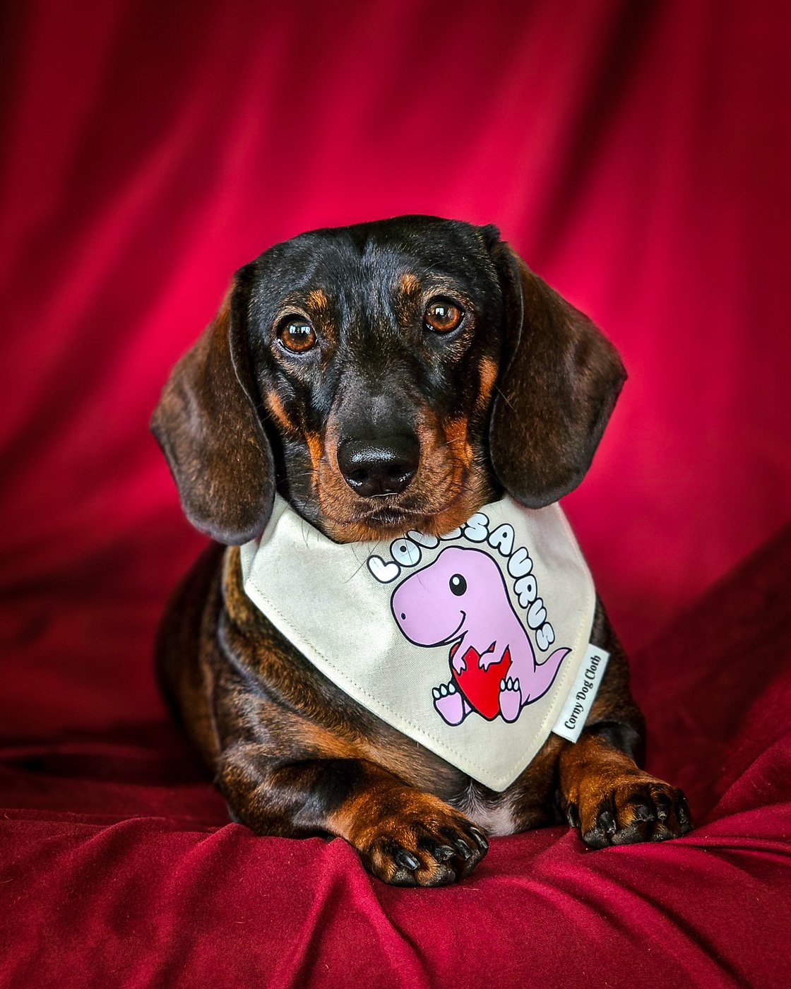 A dachshund wearing the Lovesaurus bandana styled on a red backdrop, Windy City Tailz Valentines bandana photo.