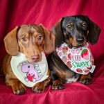 Two dachshunds wearing Lovesaurus and So Berry Sweet bandanas styled on a red backdrop, Windy City Tailz Valentines bandana photo.