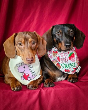 Two dachshunds wearing Lovesaurus and So Berry Sweet bandanas styled on a red backdrop, Windy City Tailz Valentines bandana photo.