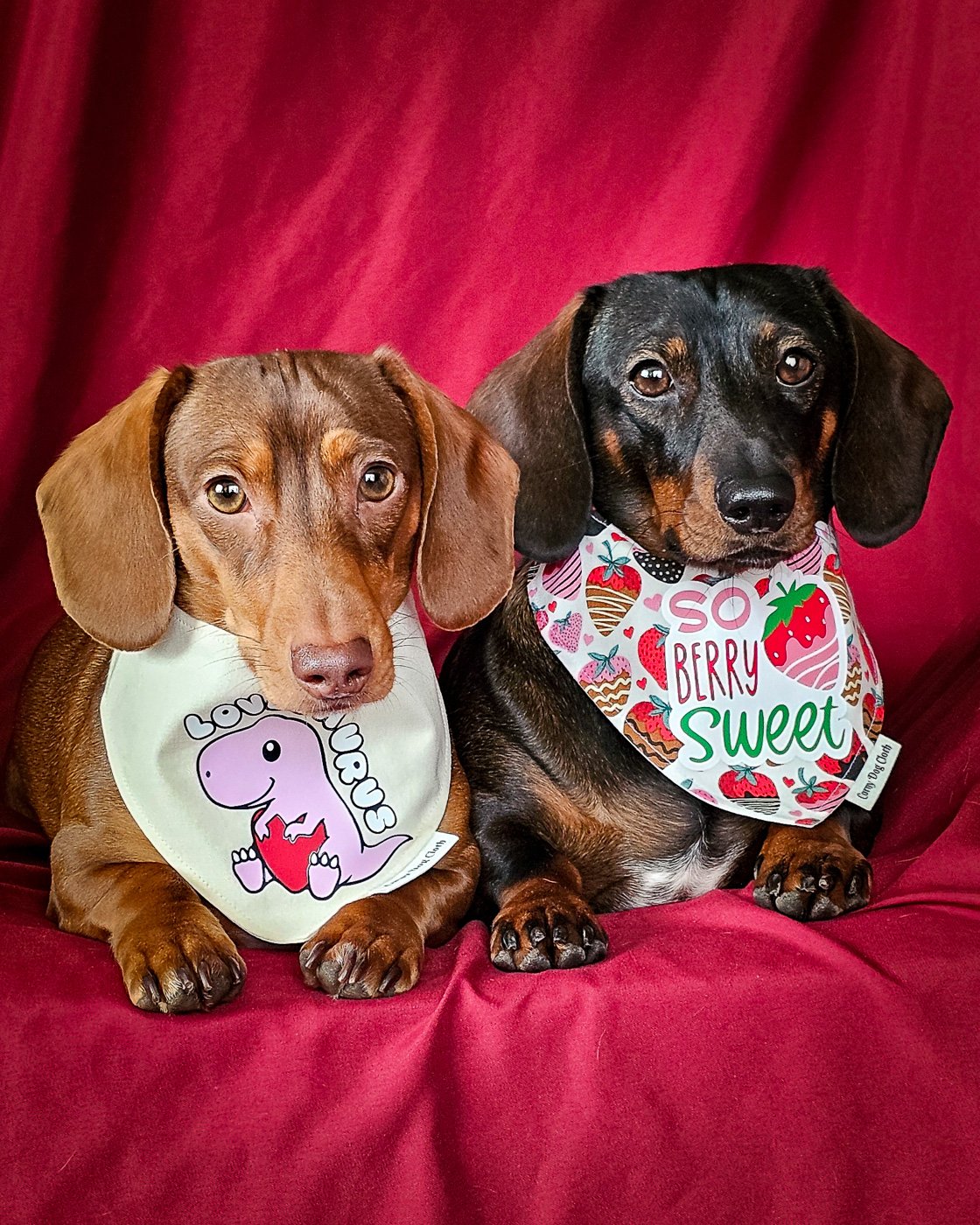 Two dachshunds wearing Lovesaurus and So Berry Sweet bandanas styled on a red backdrop, Windy City Tailz Valentines bandana photo.
