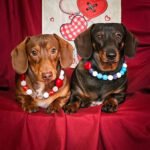 Two dachshunds sit side by side wearing colorful beaded collars against a red backdrop, Windy City Tailz Valentine style photo.