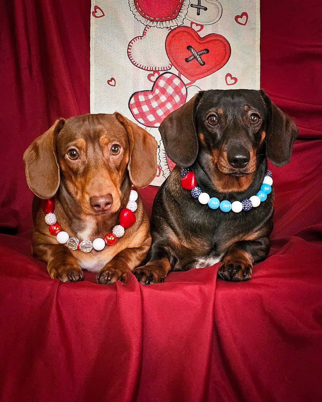Two dachshunds sit side by side wearing colorful beaded collars against a red backdrop, Windy City Tailz Valentine style photo.