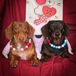 Two dachshunds sit side by side wearing colorful beaded collars against a red backdrop, Windy City Tailz Valentine style photo.