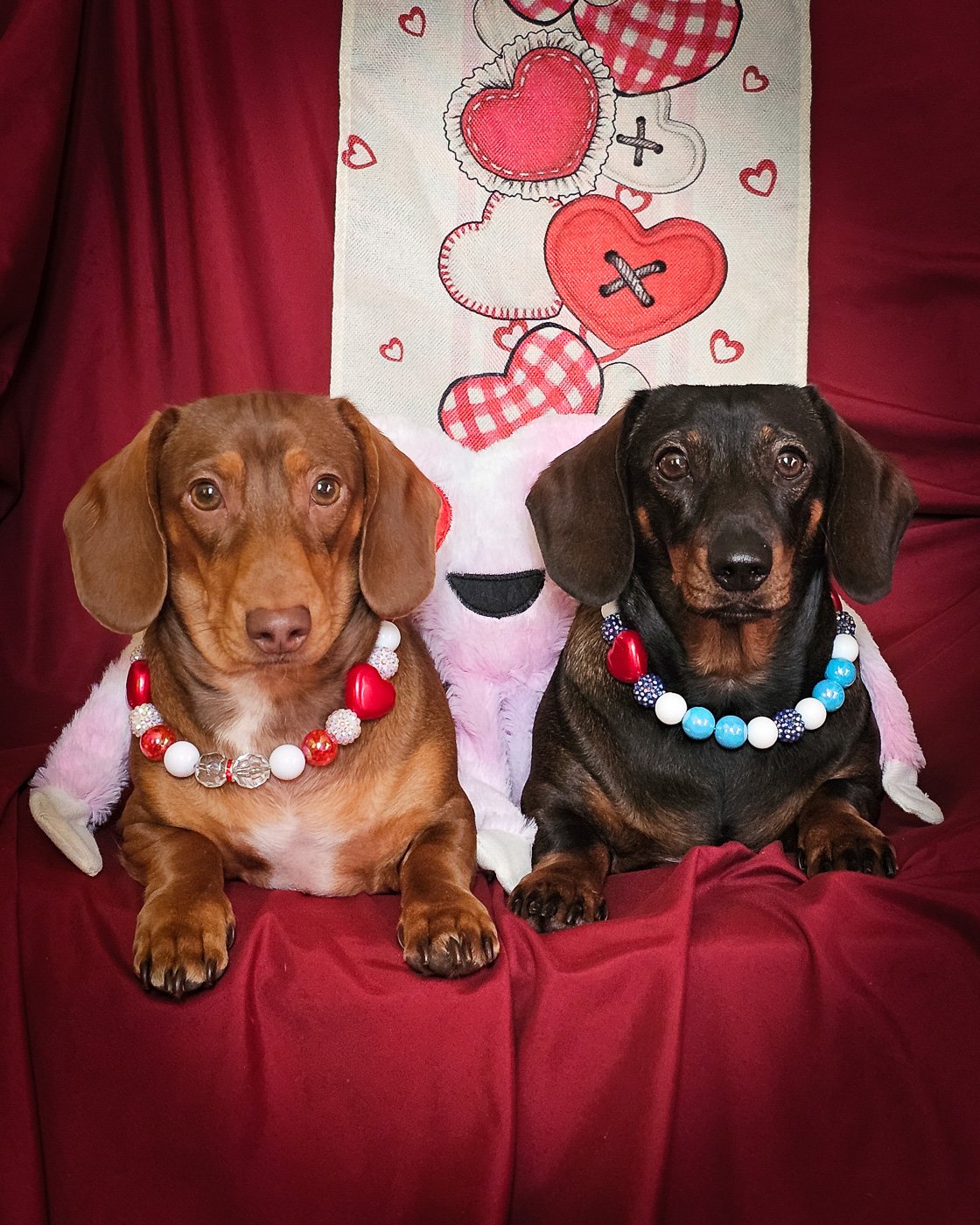 Two dachshunds sit side by side wearing colorful beaded collars against a red backdrop, Windy City Tailz Valentine style photo.