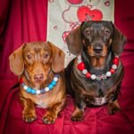 Two dachshunds sit side by side wearing colorful beaded collars against a red backdrop, Windy City Tailz Valentine style photo.