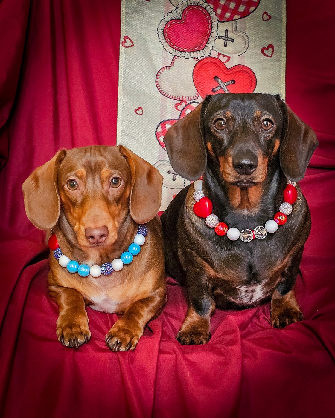 Two dachshunds sit side by side wearing colorful beaded collars against a red backdrop, Windy City Tailz Valentine style photo.