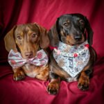 Two dachshunds styled in a Valentine bandana and bow tie against a red backdrop, Windy City Tailz styled photo.