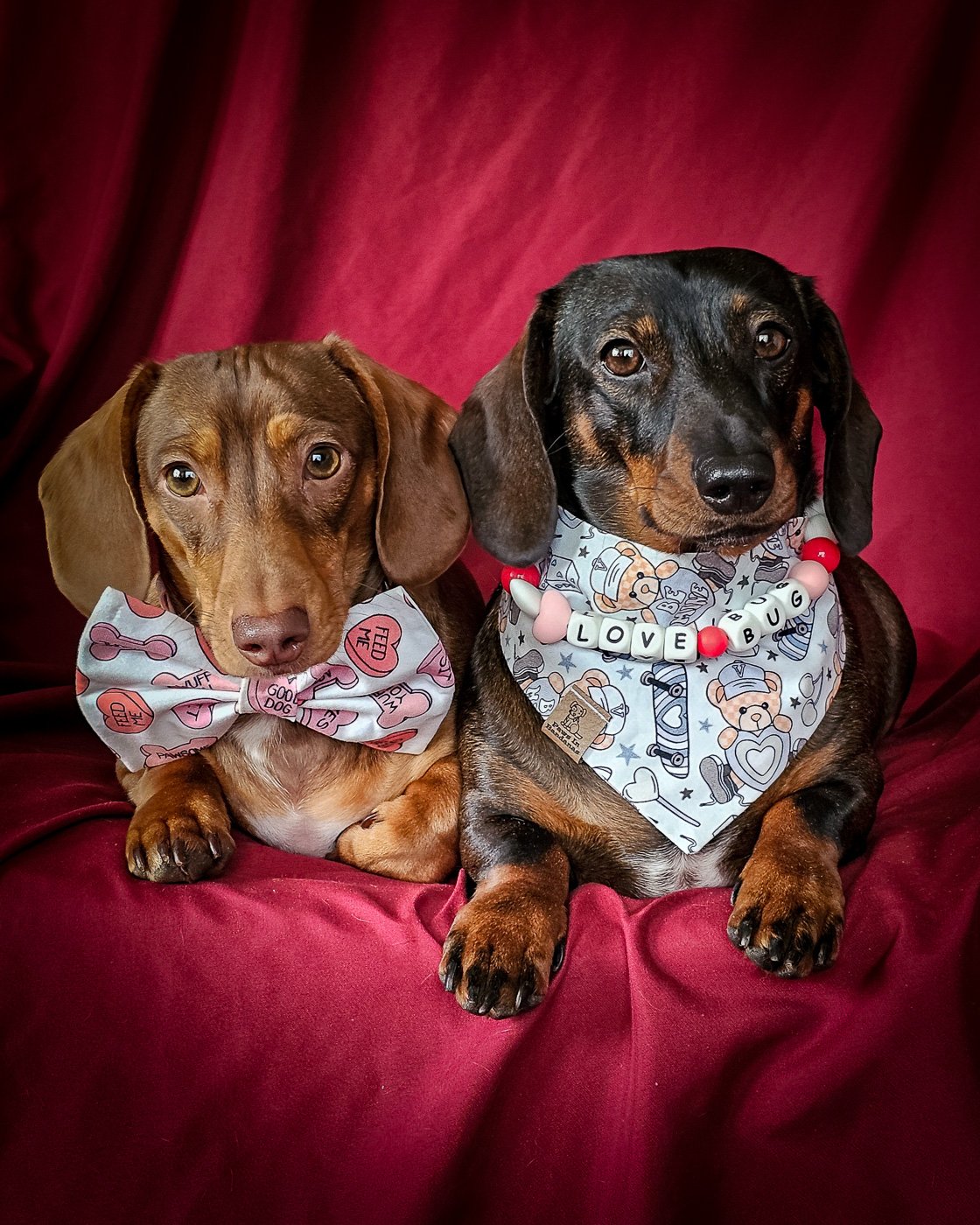 Two dachshunds styled in a Valentine bandana and bow tie against a red backdrop, Windy City Tailz styled photo.