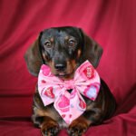 A dachshund sits on a red backdrop wearing a pink Valentine sailor bow with heart and candy details, Windy City Tailz Valentine photo.