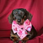 A dachshund sits on a red backdrop wearing a pink Valentine sailor bow with heart and candy details, Windy City Tailz Valentine photo.