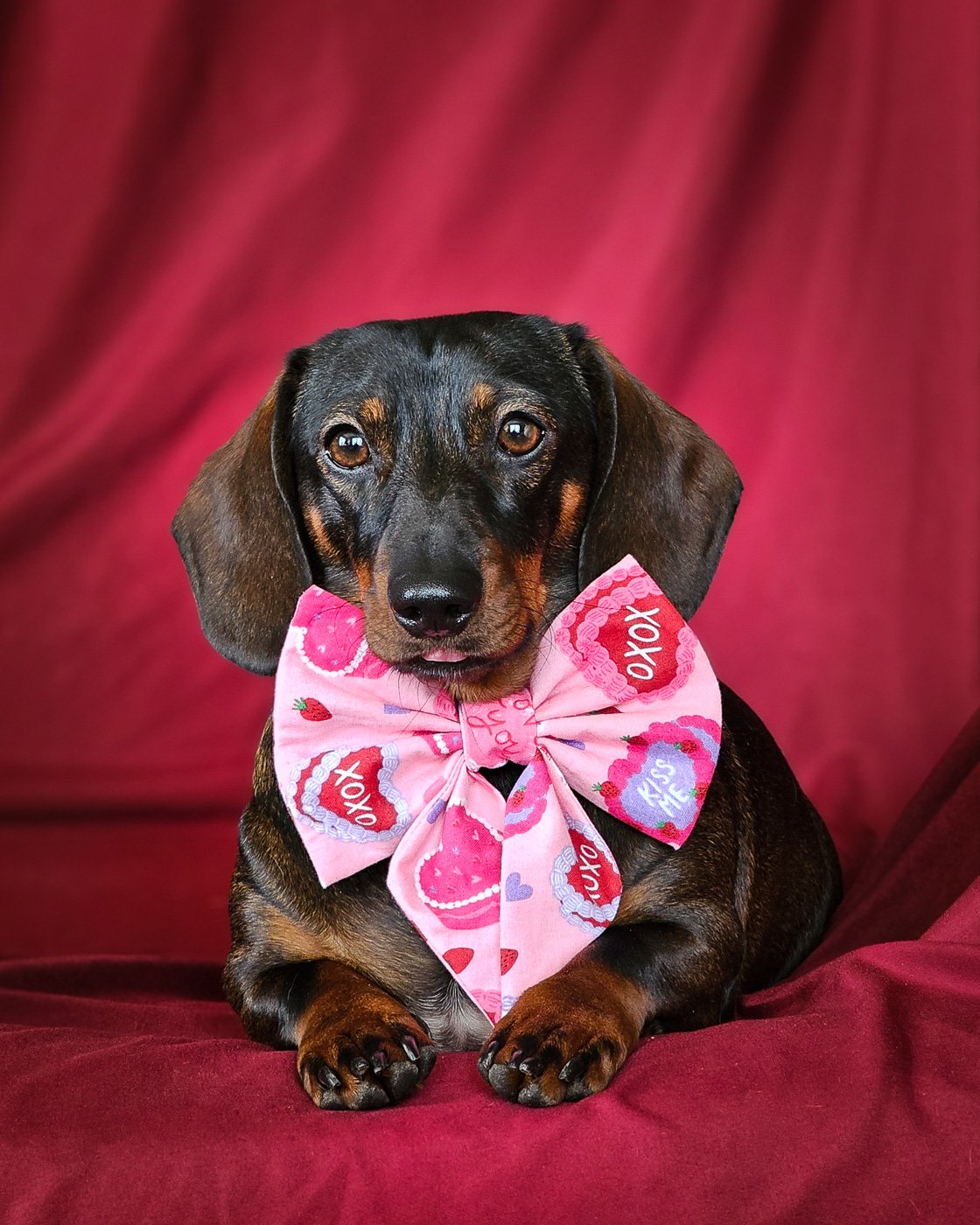 A dachshund sits on a red backdrop wearing a pink Valentine sailor bow with heart and candy details, Windy City Tailz Valentine photo.