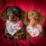 Two dachshunds wearing Valentine bandanas and a heart tag on a red backdrop, Windy City Tailz styled photo.